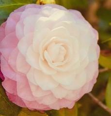 Camellia Japonica 'Desire'